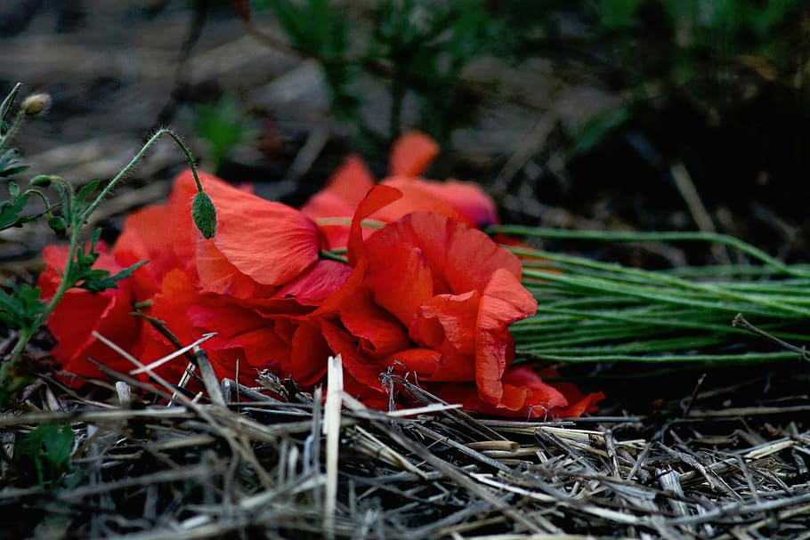 red petaled flowers on gray ground, nature, stem, green, bloom HD wallpaper