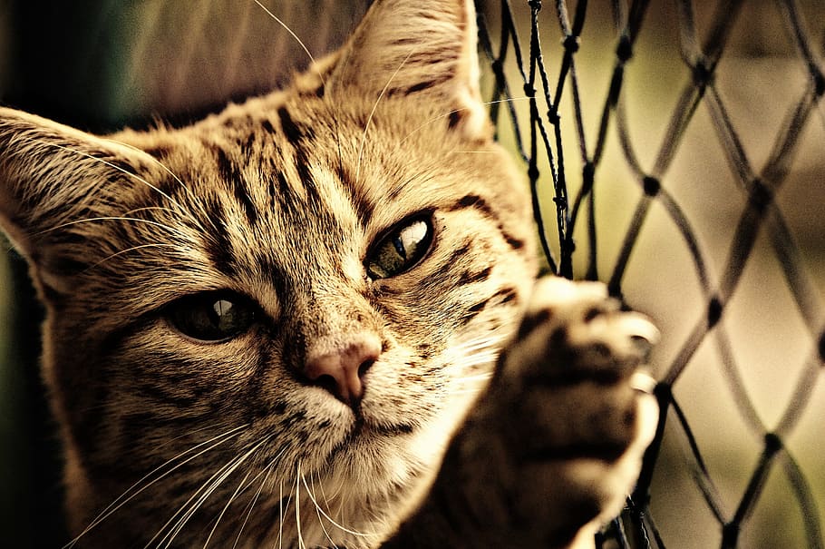 closeup photography of short-fur black and gray cat beside black fence HD wallpaper