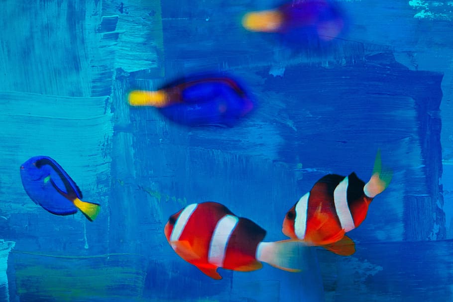 small fish, striped, abstract, background, desktop, animal themes HD wallpaper