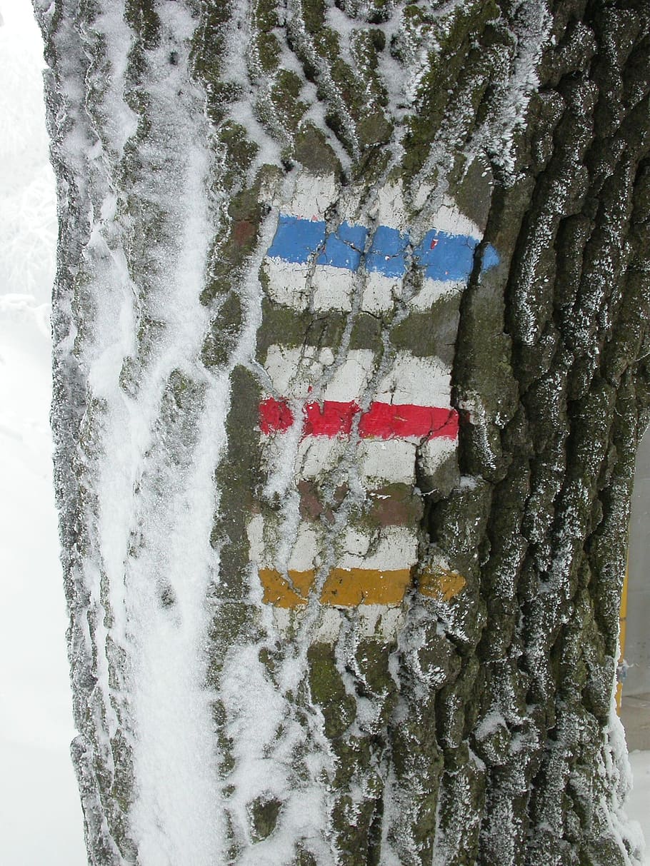 directory, winter, snow, ice, iced, no people, day, tree trunk HD wallpaper
