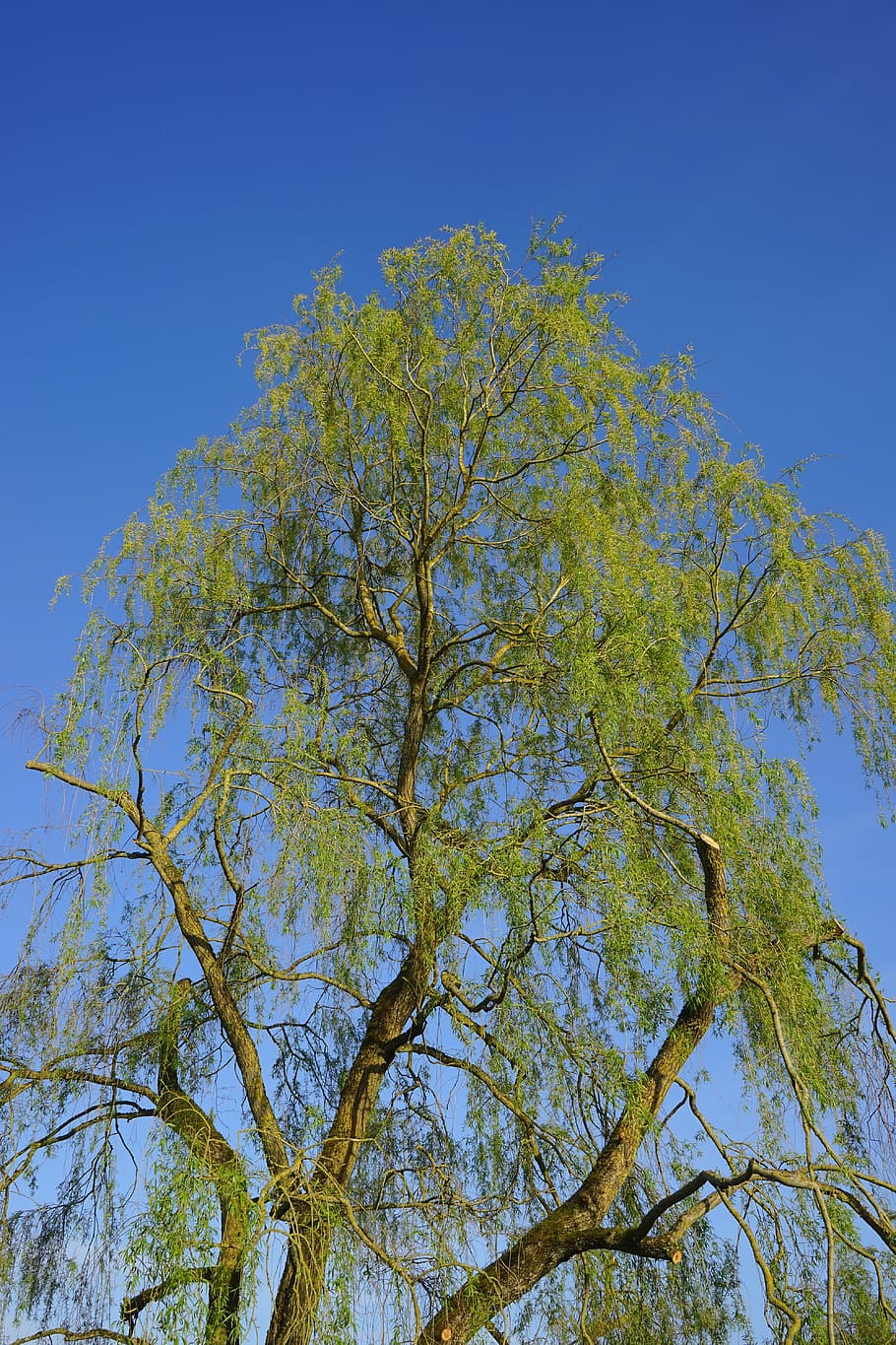 Tree, Pasture, large, powerful, aesthetic, leaves, green, nature HD wallpaper