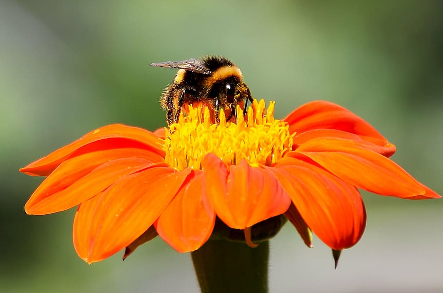flower, bees, orange, plant, insects, pollen, nature, meadow HD wallpaper
