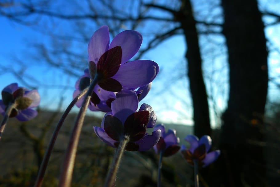 hepatica, forest, flower, nature, plant, flowering plant, vulnerability