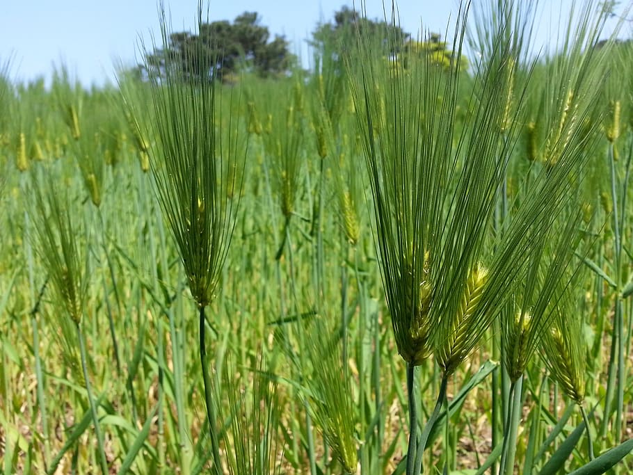 barley, abstract, nature, pool, blue, greenness, chartreuse HD wallpaper
