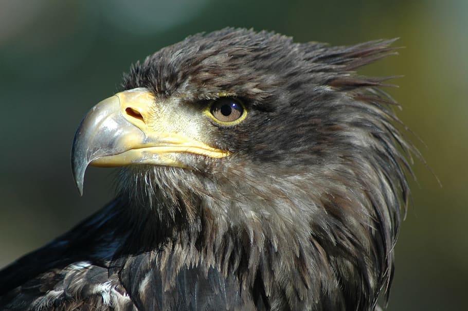 brown hawk head on focus photo, eagle 9, raptor, observing, bird, HD wallpaper