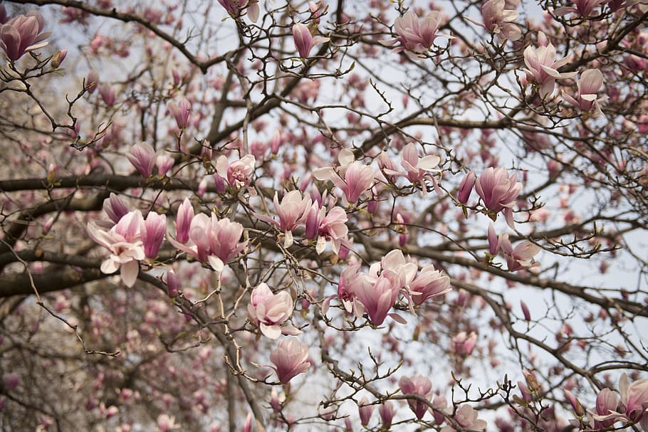 pink, flower, tree, plant, pink color, branch, fragility, flowering plant HD wallpaper