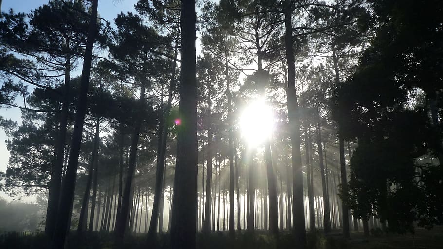 trees, mist, forest, landscape, nature, fog, light, mystery HD wallpaper