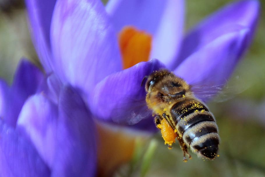 Bee, Nectar, Fly, foraging, harbinger of spring, bee in the approach HD wallpaper