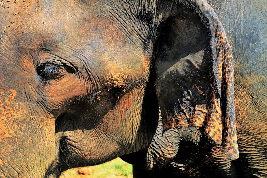 closeup photo of elephant, rough, the structure of the, ears, HD wallpaper