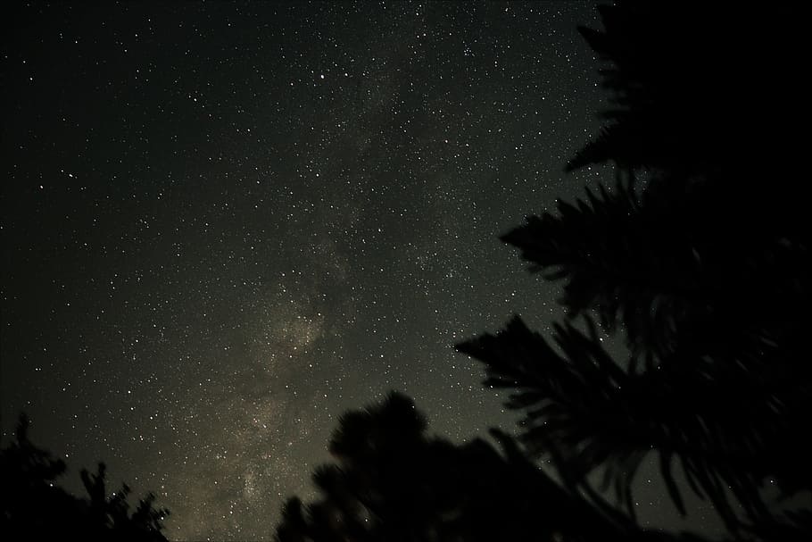 milky way, trees, space, night, stars, sky, plant, astronomy HD wallpaper
