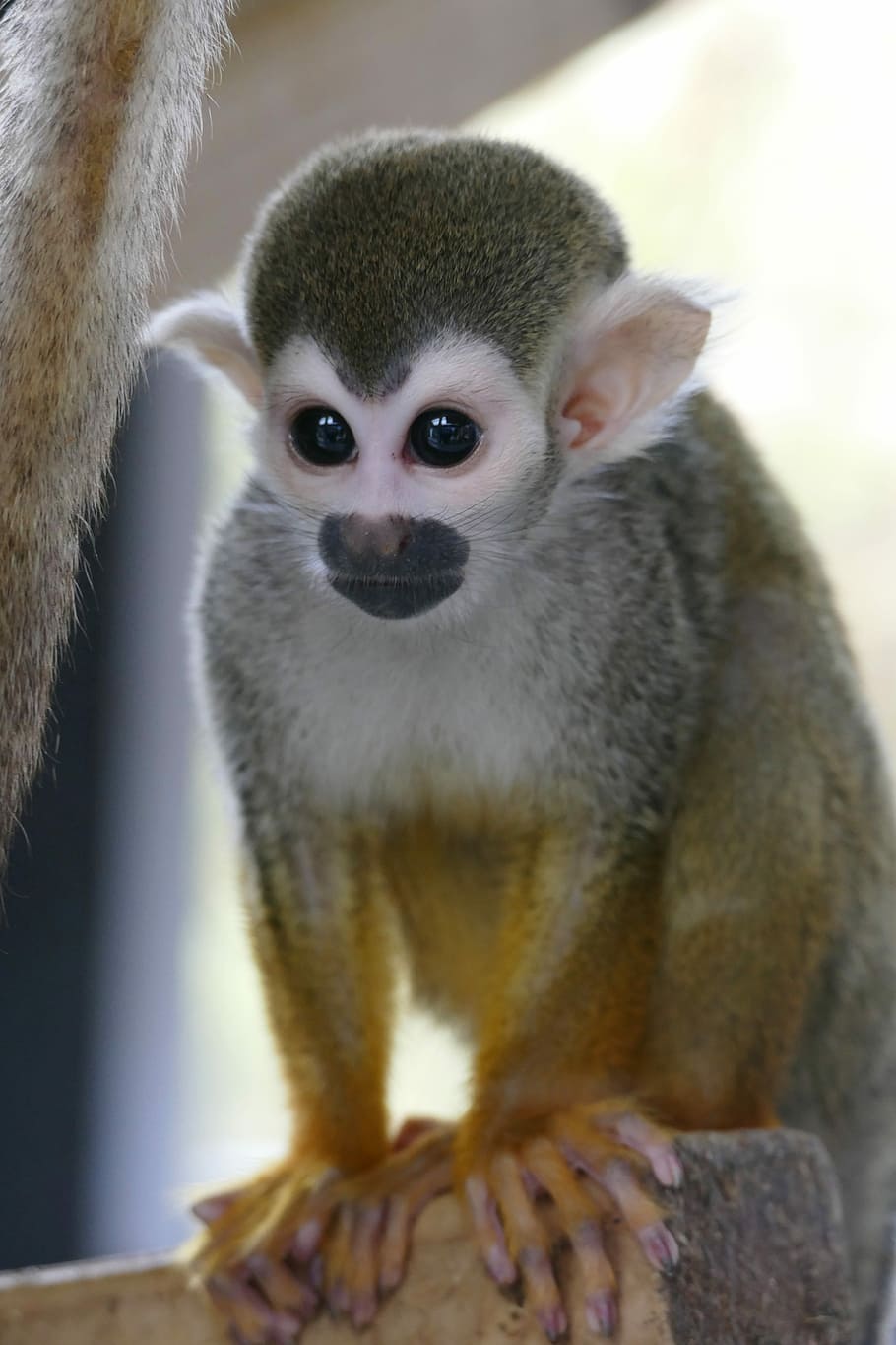 spider monkey, monkeys, primate, face, wildlife, nature, animal HD wallpaper