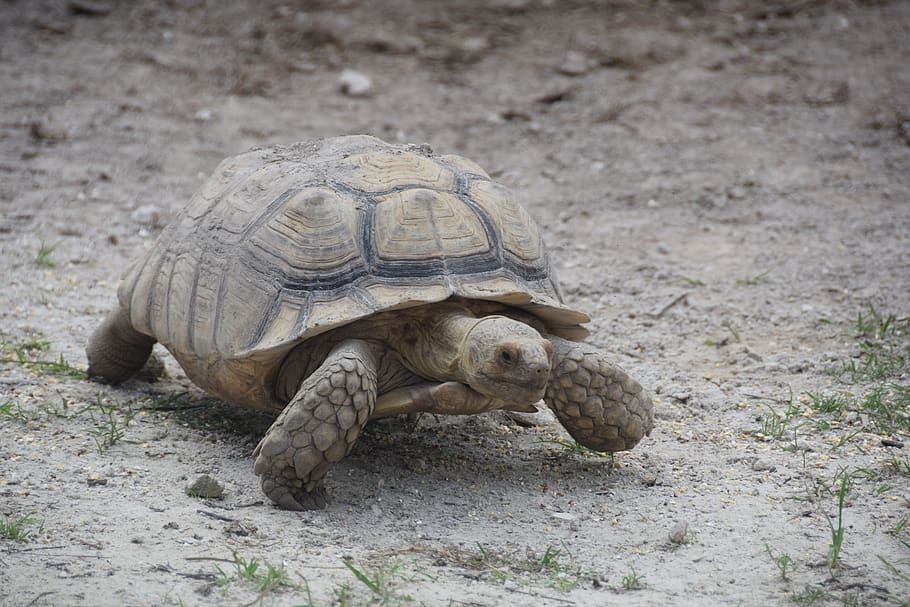 everglades, turtle, florida, animal themes, reptile, animal wildlife HD wallpaper