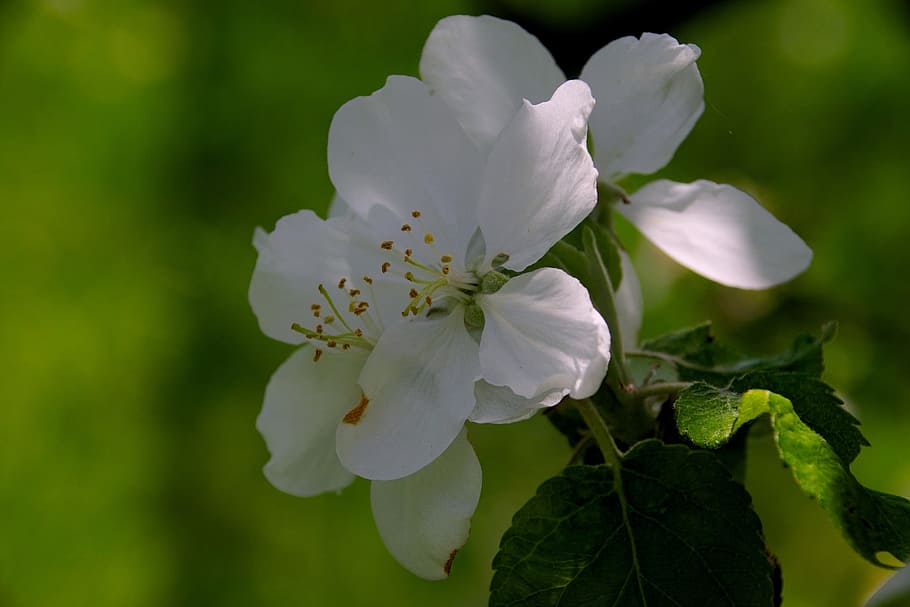 apple trees, apple flower, spring, flowers, sad, garden, nature HD wallpaper