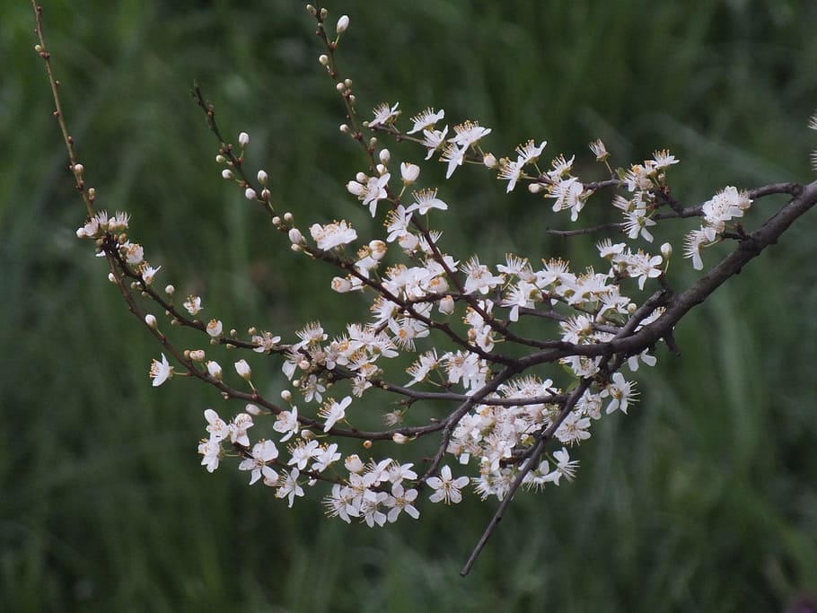 flowers, tree, nature, plant, flowering plant, freshness, fragility HD wallpaper