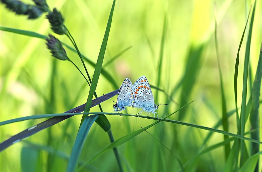 insect, nature, live, plant, animal wildlife, grass, animal themes HD wallpaper