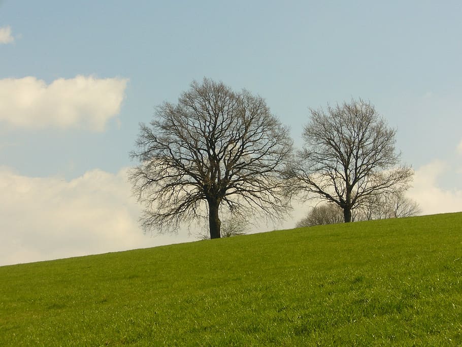 two trees on field of grass, meadow, nature, landscape, rest HD wallpaper