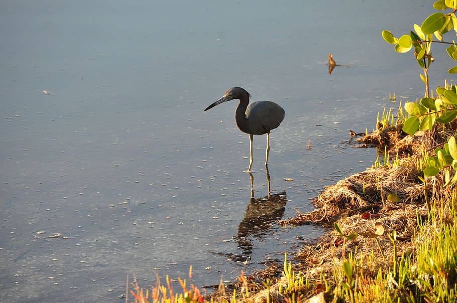 heron, bird, florida, beach, water, nature, wildlife, blue HD wallpaper
