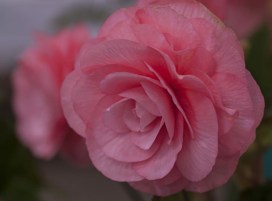 Begonia, Pink, Flower, Macro, Flora, floral, spring, summer, HD wallpaper