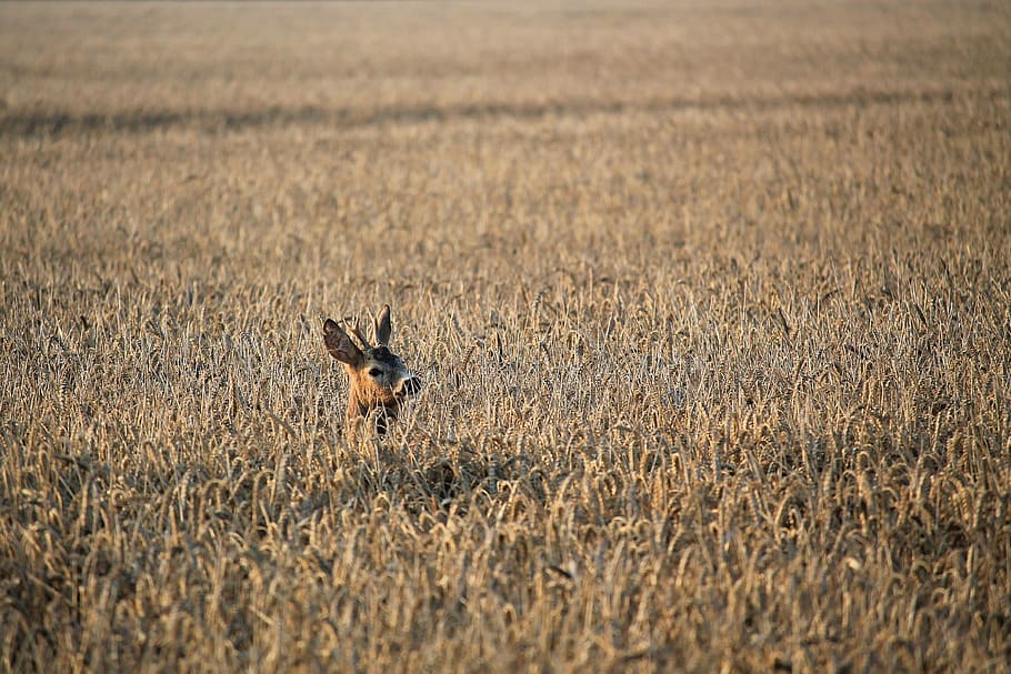 roe deer, fallow deer, cornfield, nature, animal wildlife, animals in the wild HD wallpaper