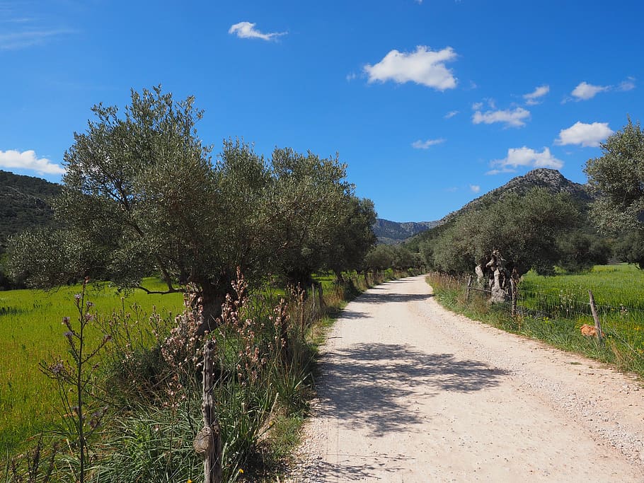 road surrounded by trees, lane, fields, mallorca, olive tree, HD wallpaper