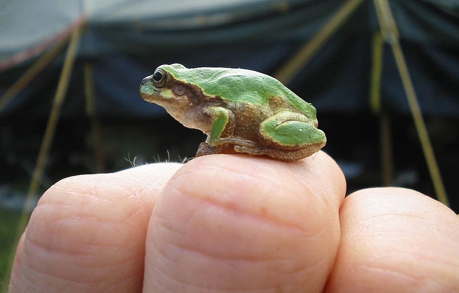 frog, tiny, macro, green, amphibian, small, cute, animal, wildlife HD wallpaper
