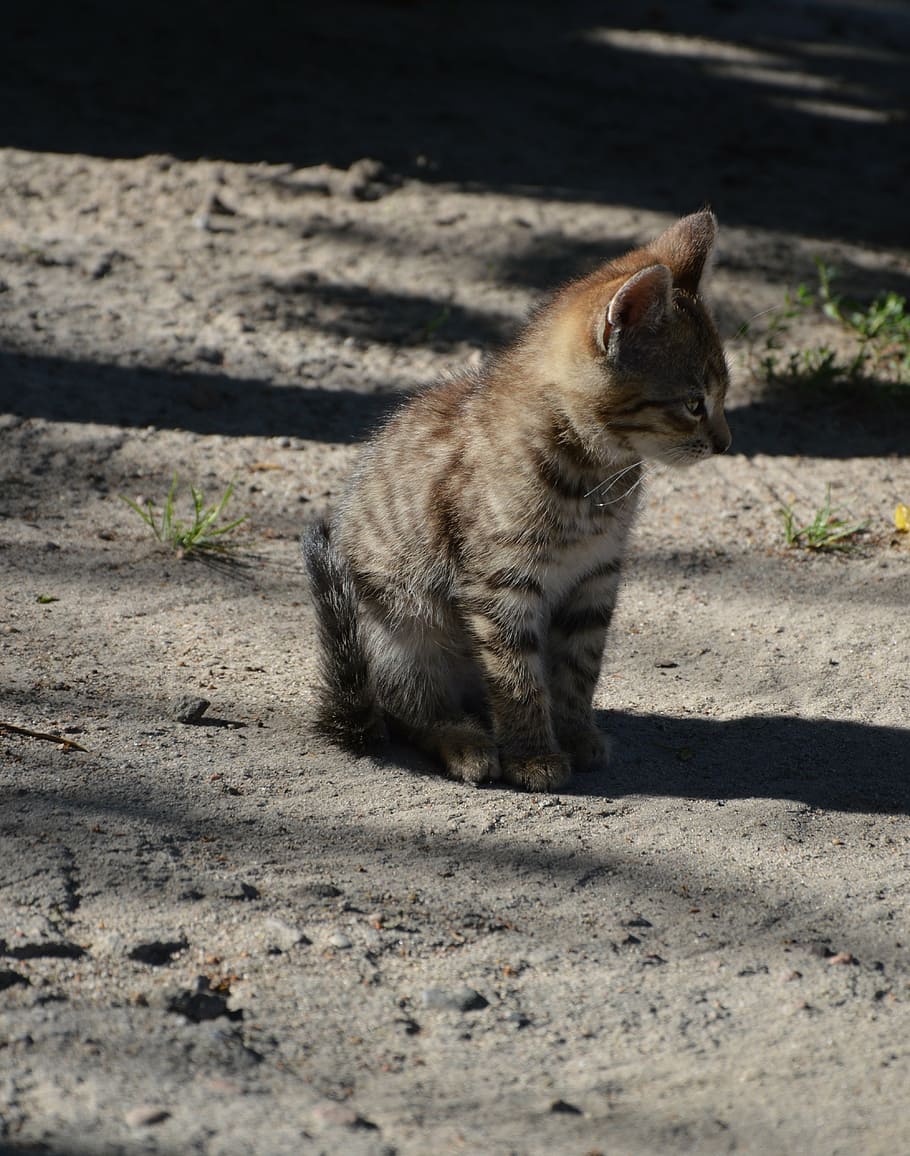 animal, cat, kitten, a young kitten, one animal, mammal, vertebrate HD wallpaper