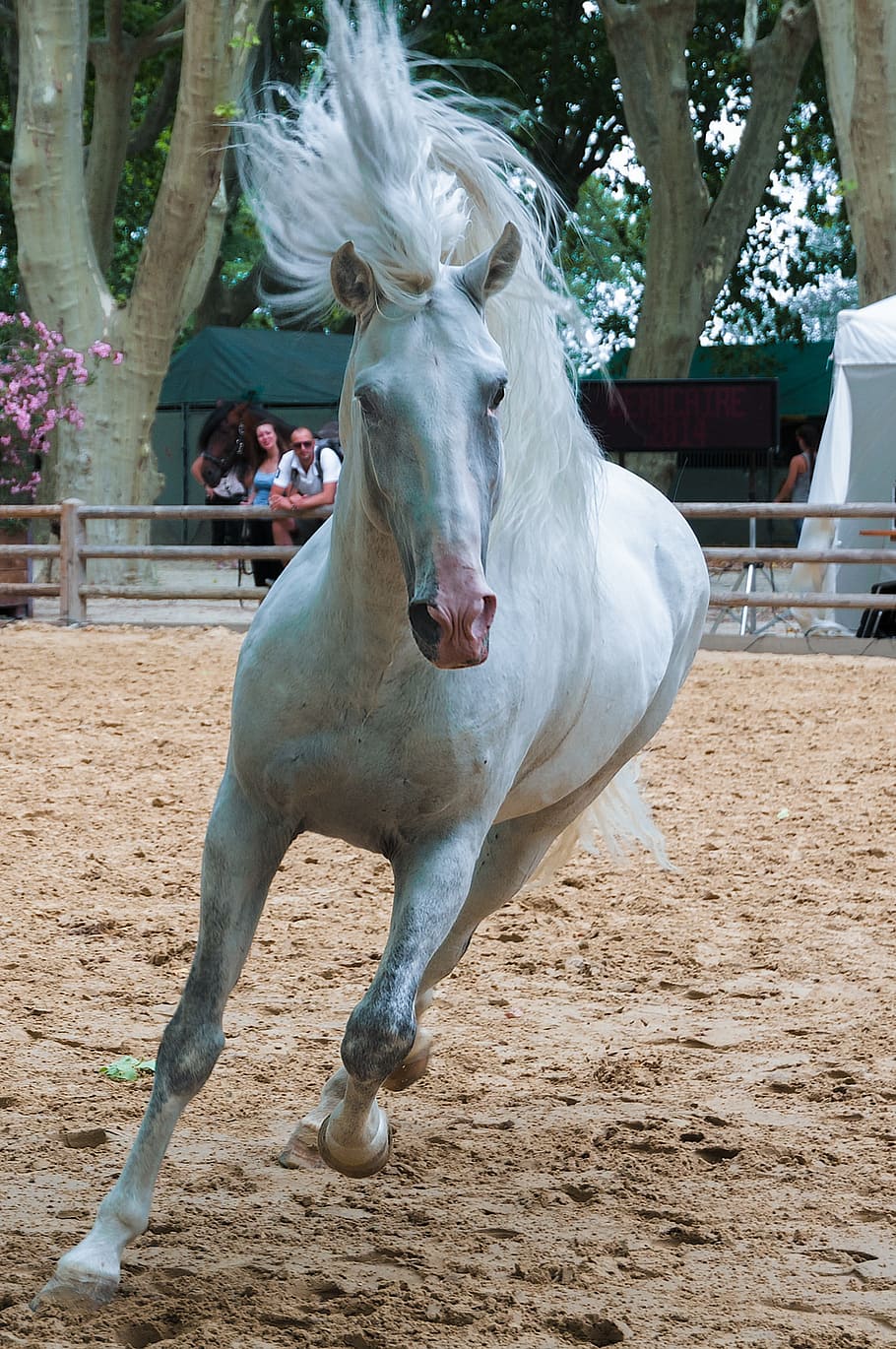 white horse running on beige dirt field during daytime, horseback riding