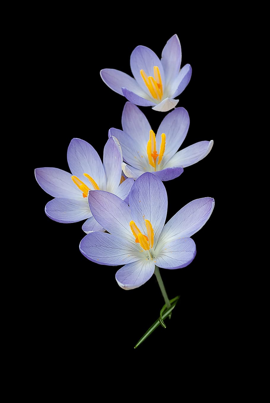 purple and white petaled flowers photo, crocus, nature, background HD wallpaper