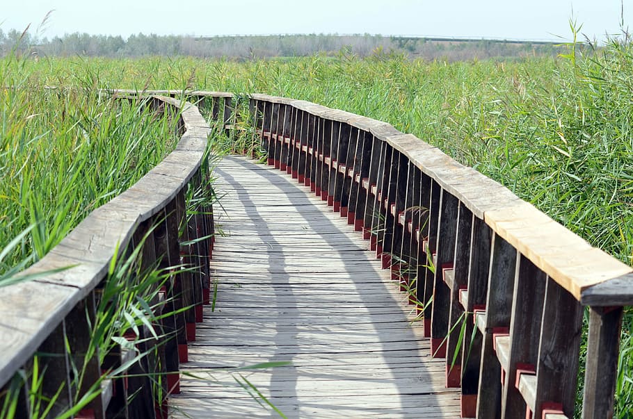 brown wooden bridge in the middle of green grass field, zen HD wallpaper