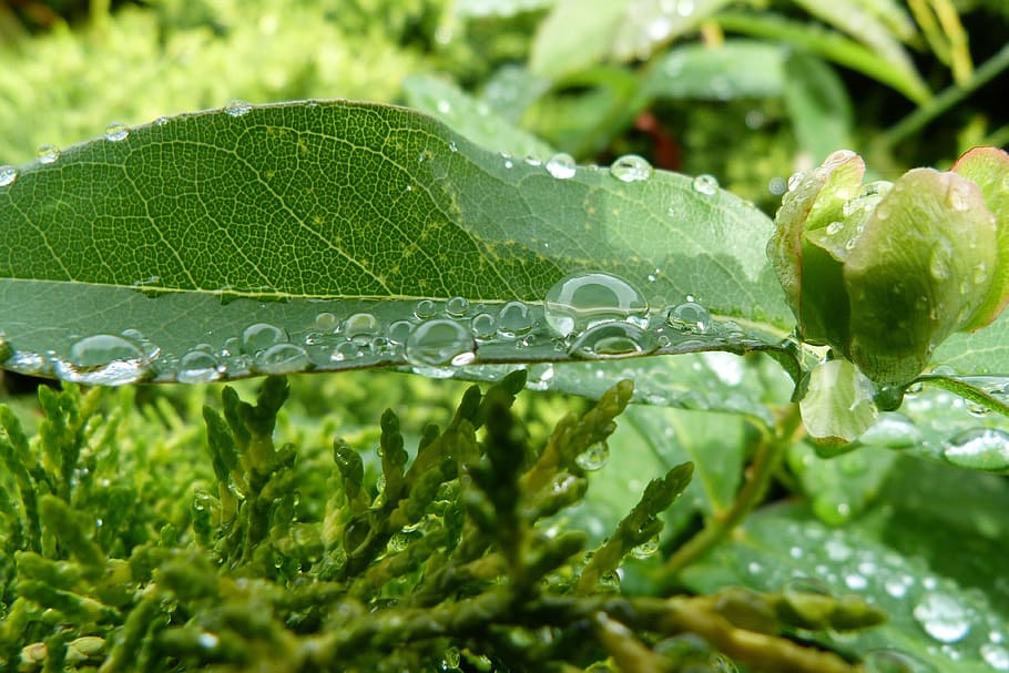 dew, leaf, macro, dew drop, nature, green, spring, detail, water HD wallpaper