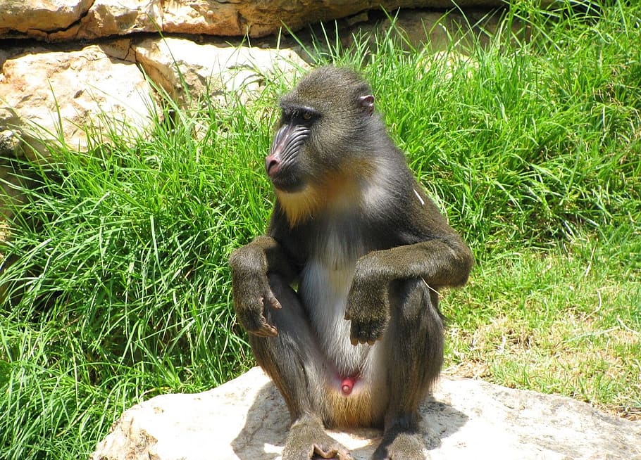 monkey, baboon, sitting, wildlife, nature, mammal, fauna, primate HD wallpaper