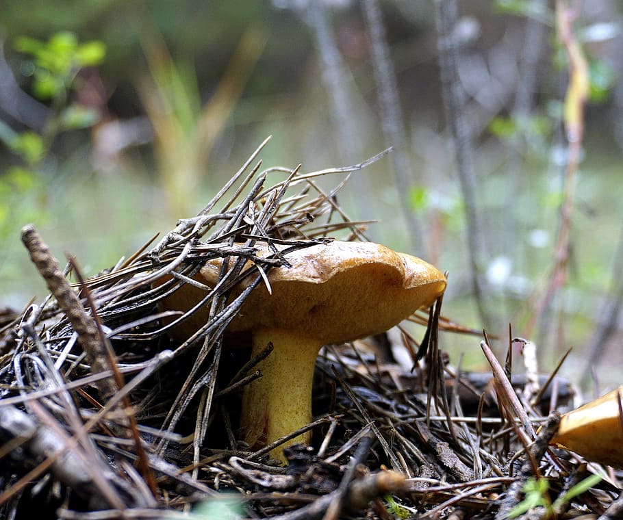 mushroom, wild, fungus, mycology, food, autumn, nature, boletus, HD wallpaper