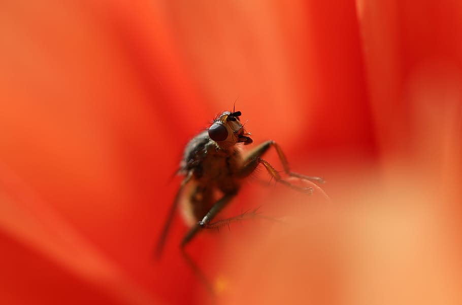 fly, insect, inside, flower, macro, closeup, animal, nature HD wallpaper