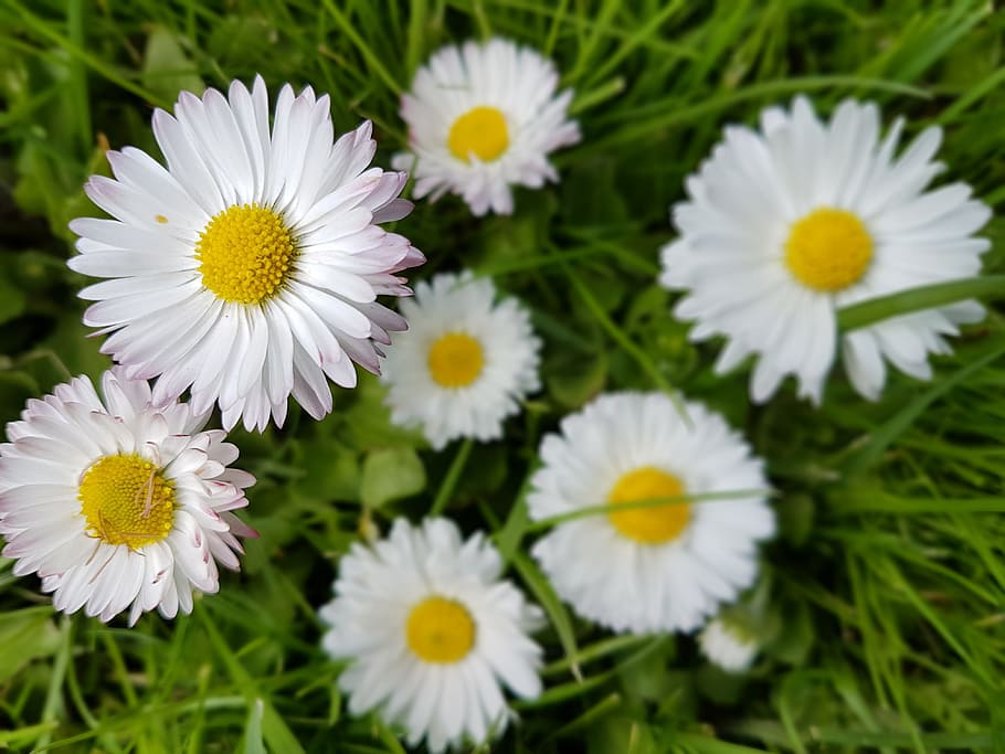 Daisies, Flowers, Spring, Meadow, daisy, nature, plant, summer HD wallpaper