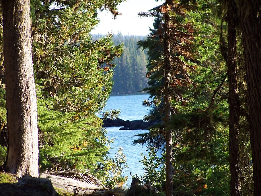 hd wallpaper waldo lake trees beauty nature peaceful calm serene blue wallpaper flare wallpaperflare