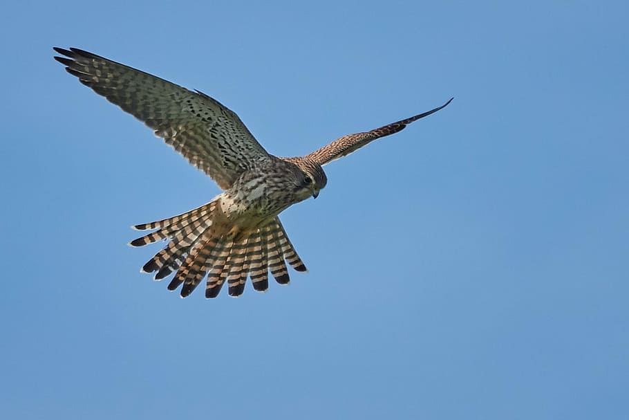 bird, flight, nature, wing, bird of prey, animal themes, animal wildlife HD wallpaper