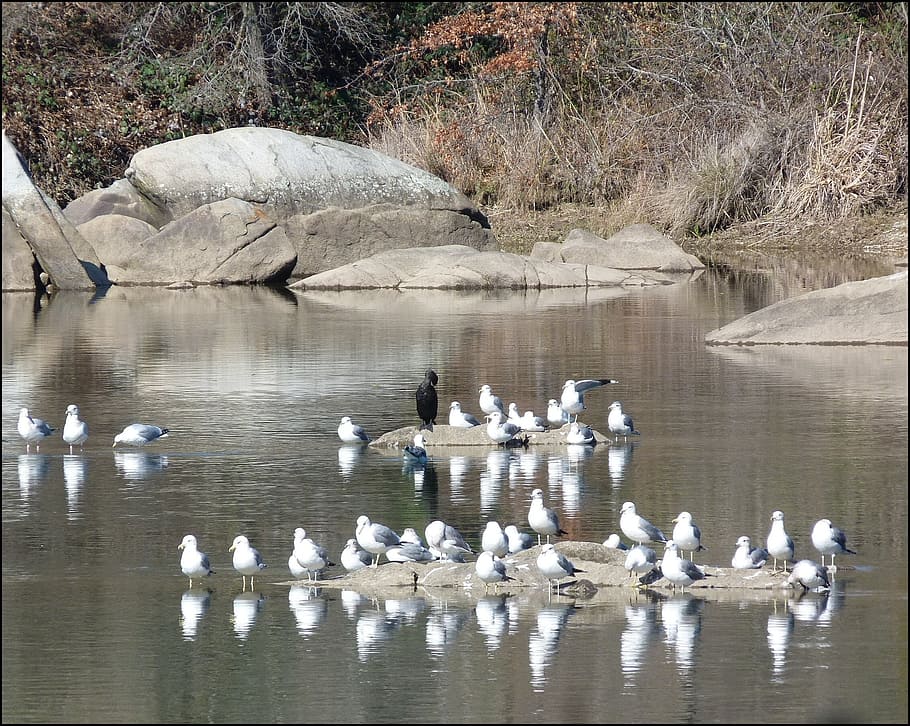 seagulls, flocks, birds, white, grey, wildlife, river, lake HD wallpaper
