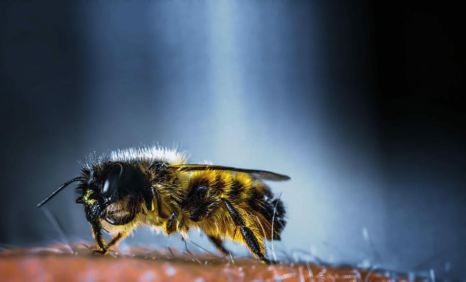 insect, bee, nature, honey, wing, wild bee, animal, macro, wild bees HD wallpaper
