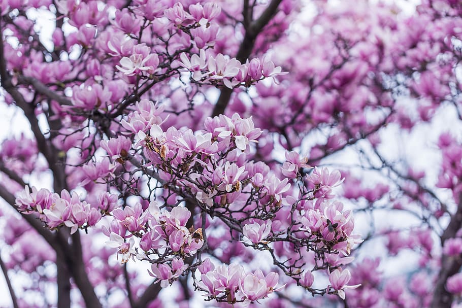 shallow focus photography of purple leafed tree, cherry blossom tree in selective focus photography HD wallpaper
