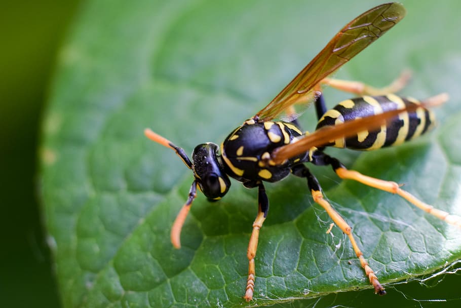 bee, macro, nature, insect, close-up, animal, invertebrate HD wallpaper