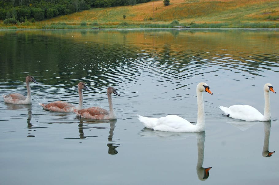 Swans, Chicks, Water, Beach, Nature, animals, birds, young HD wallpaper