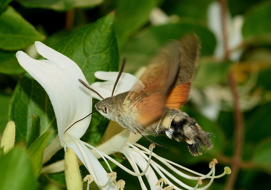 macro photography of gypsy moth, hummingbird hawk-moth, butterfly HD wallpaper