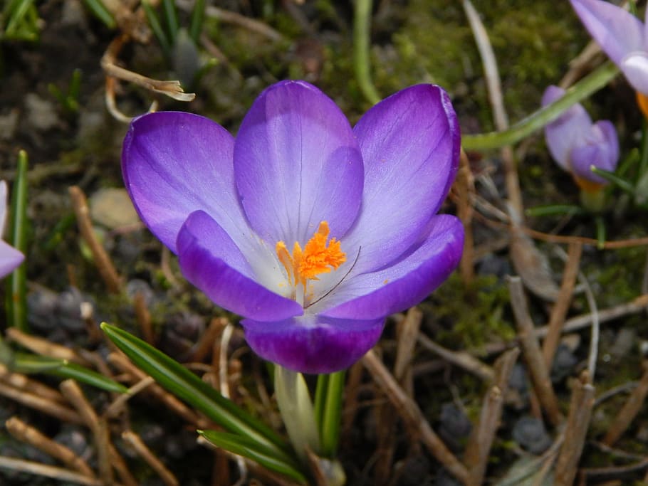 crocus, spring, spring crocus, purple, early bloomer, frühlingsanfang HD wallpaper