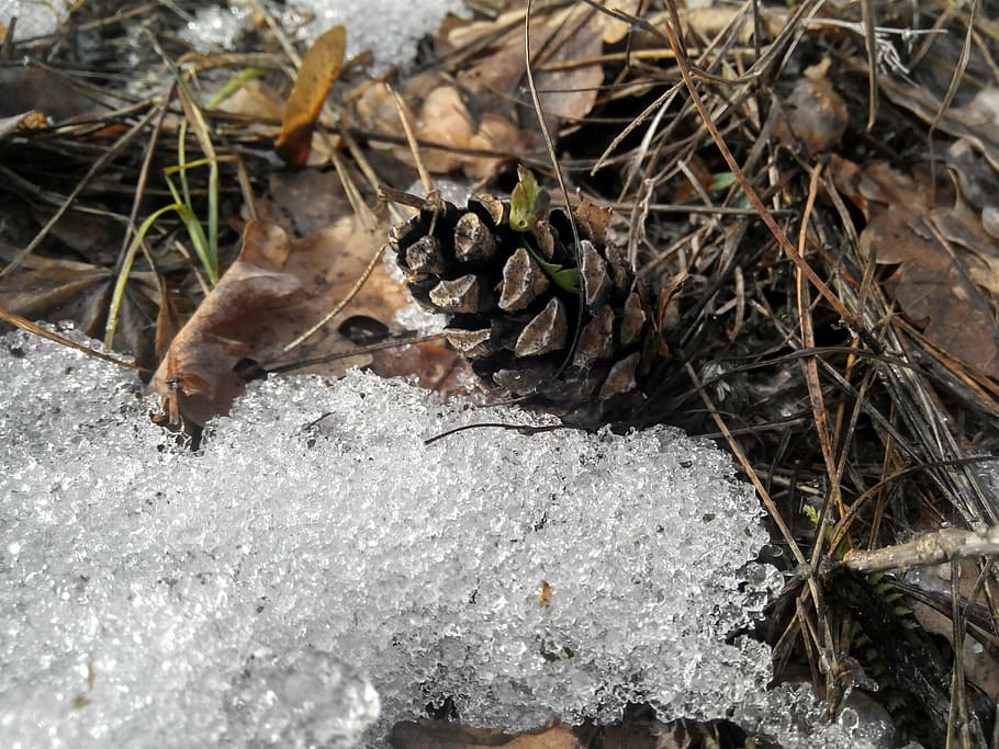 pine cone, forest, sheet, nature, cones, plant, brown, macro HD wallpaper