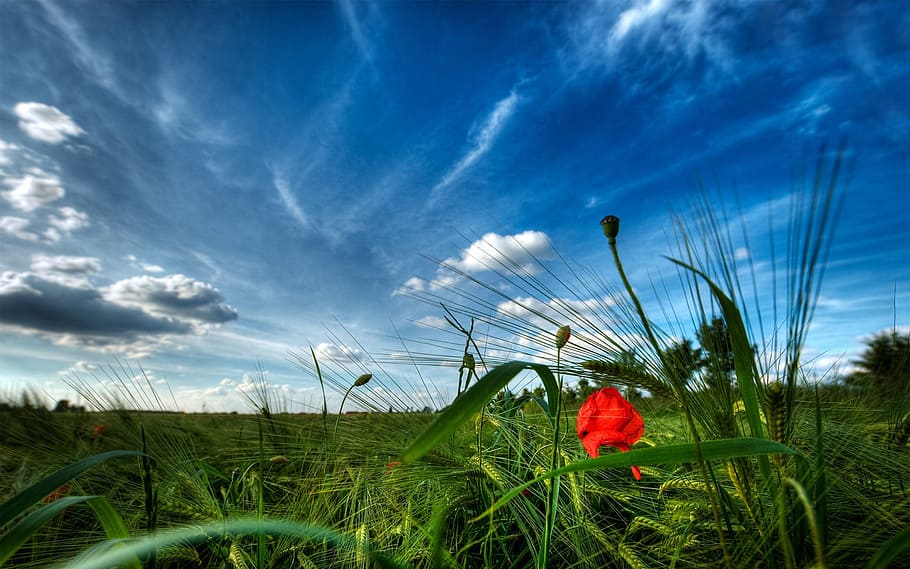heaven, nature, grass, cloud, plant, sky, cloud - sky, growth HD wallpaper