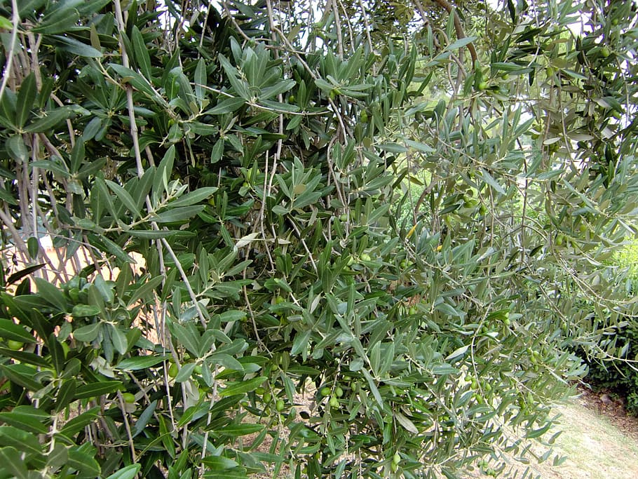 leaves, olives, tree, growth, plant, green color, plant part HD wallpaper
