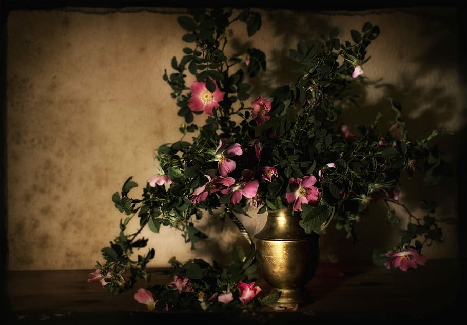 Background, Spring, Wild Rose, the background, composition HD wallpaper
