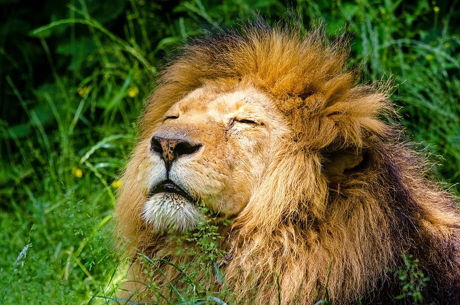 lion lying on green grass, african lion, male, mane, lazy, cat