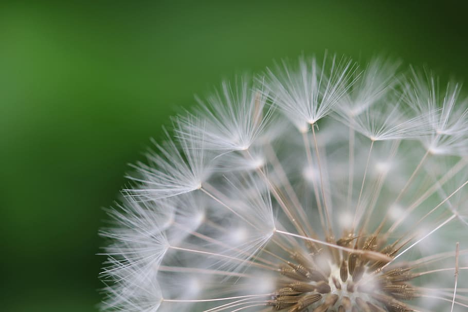 white dandellion bokeh photography, dandelion, seeds, macro HD wallpaper