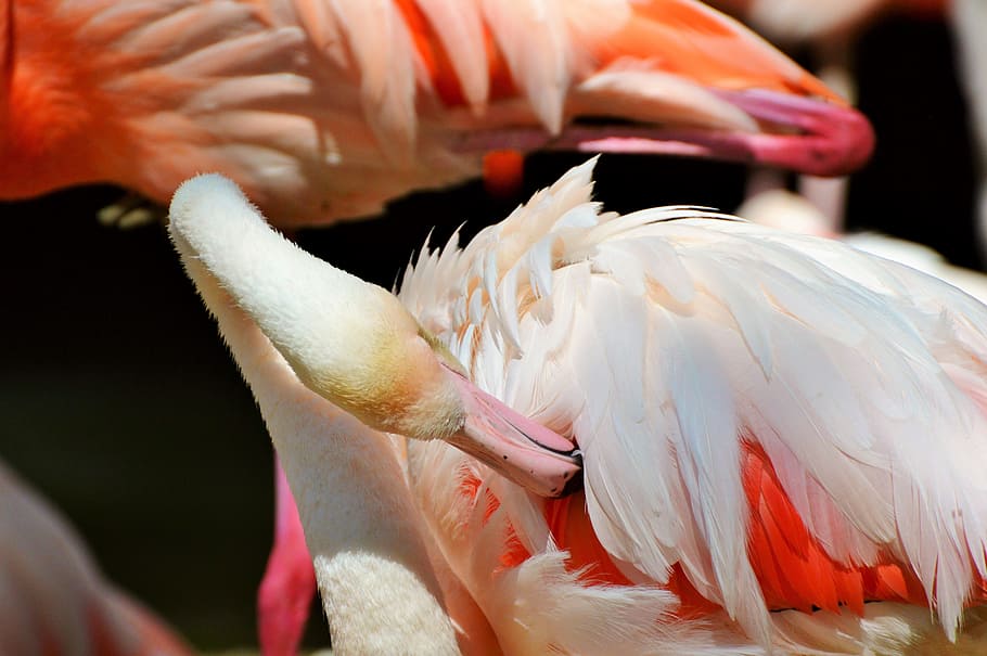 flamingo, bird, pink, bill, plumage, feather, birds, animal HD wallpaper